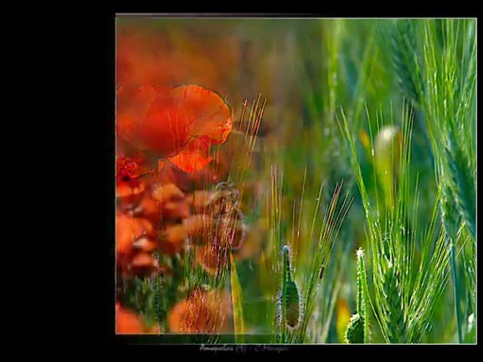 Gelinciğin Hüznü / Farid  Farjad