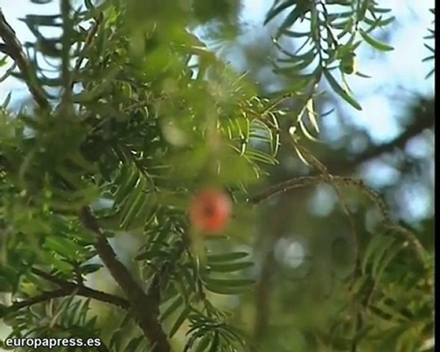 BotanicaFuneraria