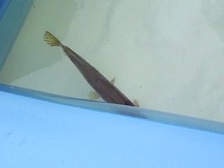 brochets float tube
