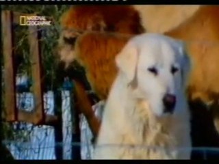 Perros guardianes del ganado