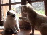 deux petits chats très joueurs