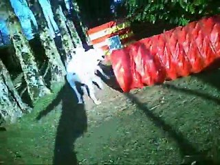 Agility parkour - ABC Dog City