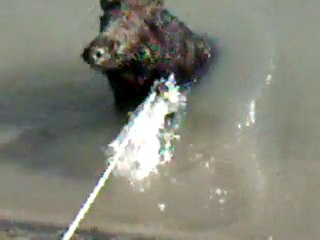 sanglier sachant nager saint paul les durances 2