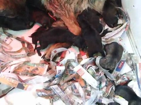 le 11/06/2011 jours de Naissances des chiots(12) d'Aronn du V des H Vent