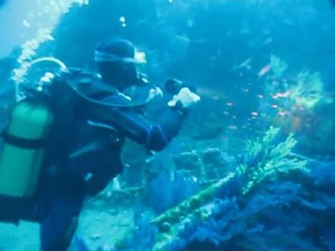 Plongée sur l'arrière de l'épave du Donator le 11 juin 2011