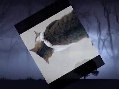 SENİ SEVİYORUM AMA SEN DUYGULARIMDA YOKSUN ღ♥ღღUNUTULAN ADAMღ♥ღღ