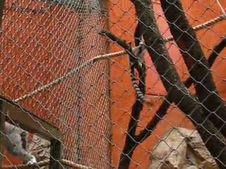 Lémuriens en folie @ zoo du lunaret (Montpellier)