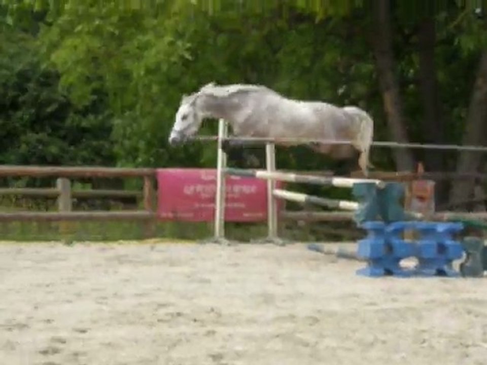 Ridge Diamond, Hongre, 6ans, A VENDRE