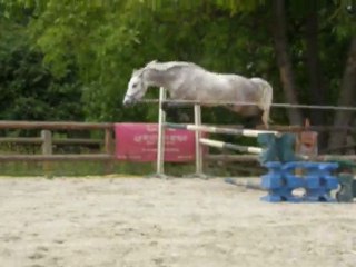 Ridge Diamond, Hongre, 6ans, A VENDRE