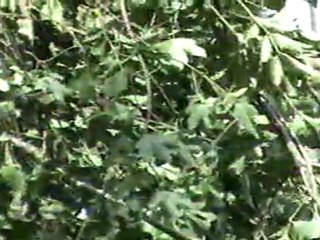 jeremy carlin et ses chiens