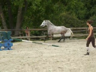 Ridge Diamond, Hongre, 6ans, A VENDRE