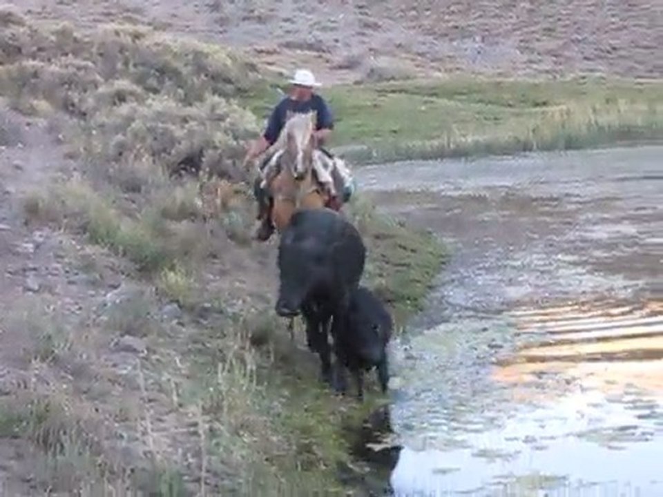 Une vache et son veau dans une mare vaseuse