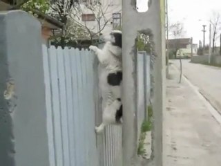 Um cachorro ou um agente secreto