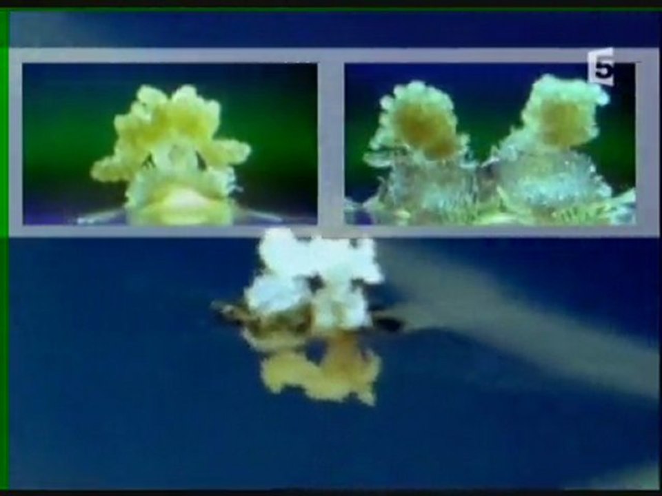 Le pouvoir des plantes 1 sur 3