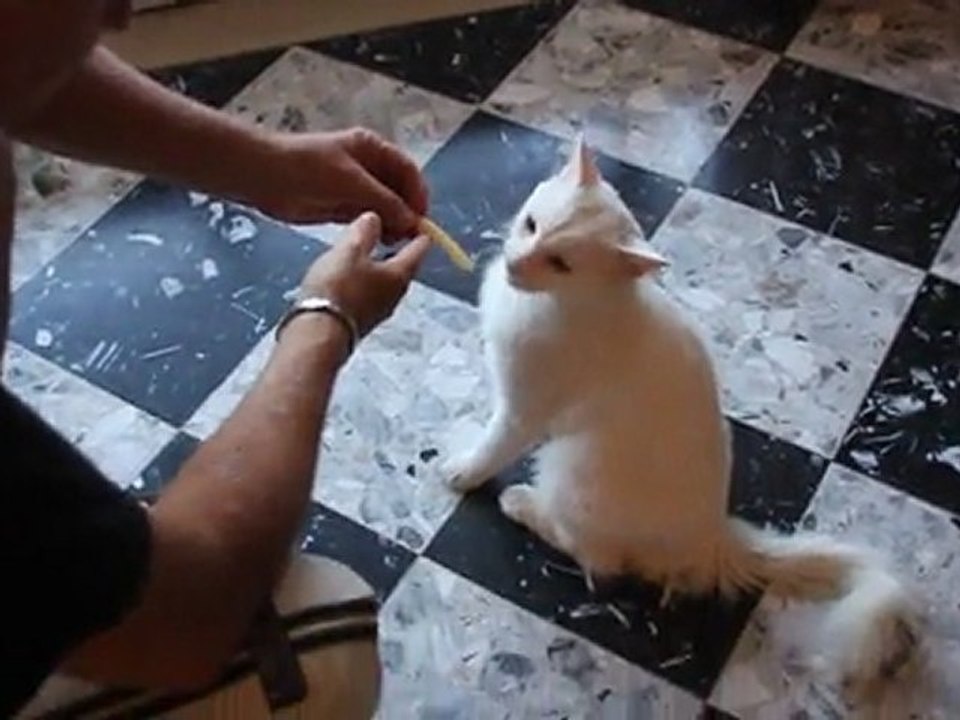 vous avez deja vu un chat manger des asperges 005