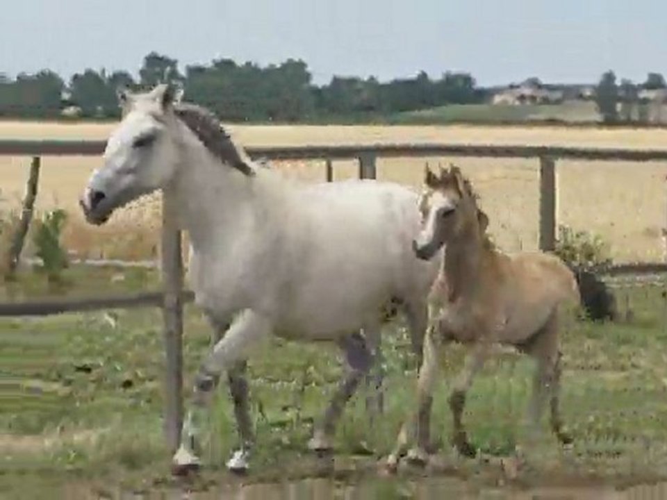 Ballantine's de Cazals et Evohé