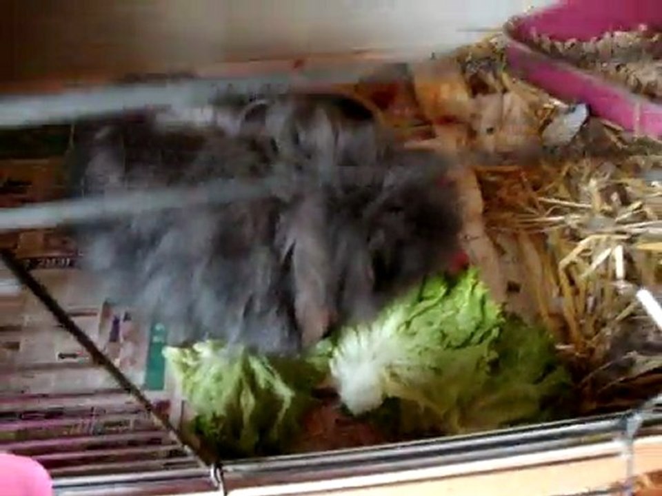 Photo 710 Chanel lapine bélier angora teddy se restaure après la naissance difficile de ses bébés