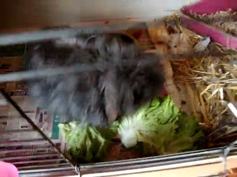 Photo 710 Chanel lapine bélier angora teddy se restaure après la naissance difficile de ses bébés