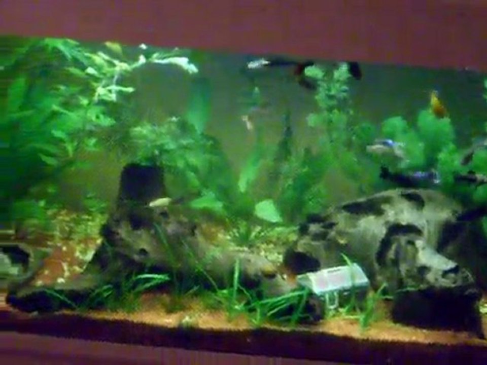 Aquarium 120L (Juillet 2010)