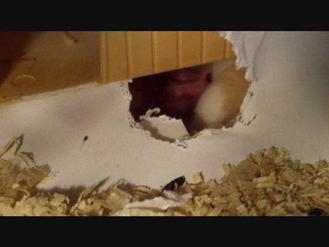 Les bébés hamsters têtent