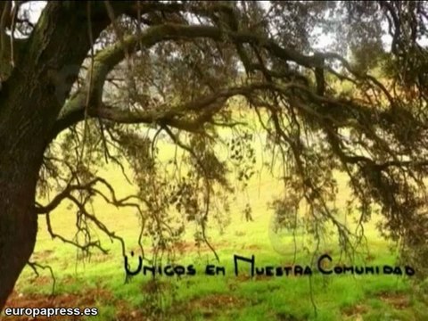 El cementerio de Zarra reduce posiciones