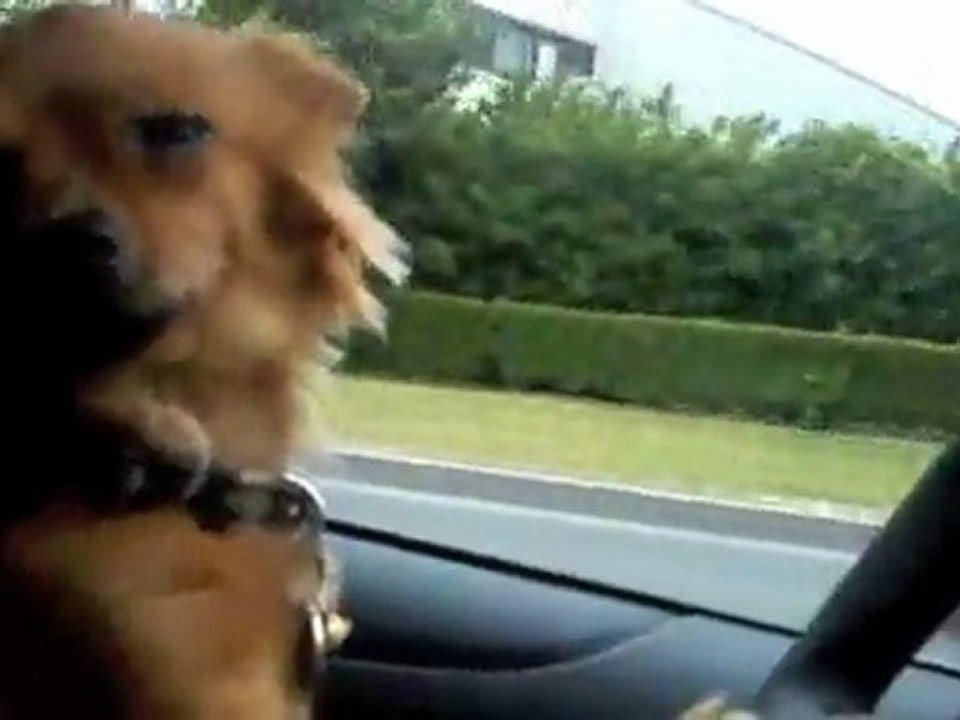 Chien qui conduit une limousine avec des meufs bonnes à l'intérieur posé tranquille