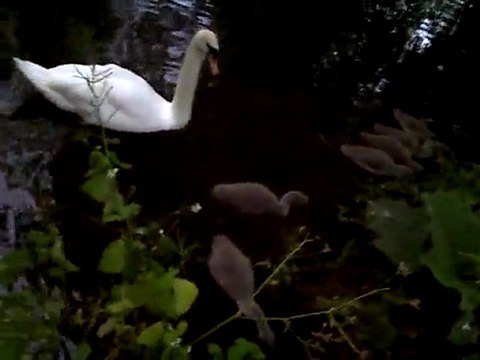 VID-20110609-00001.mp4video