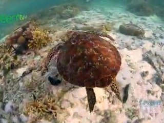 Bundaberg, Queensland