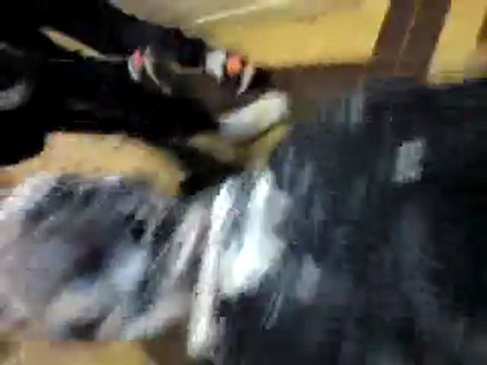 Freezer Agresser