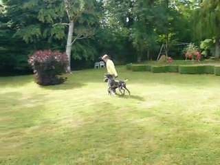 BRAQUE ALLEMAND  DEUTSCH KURZHAAR