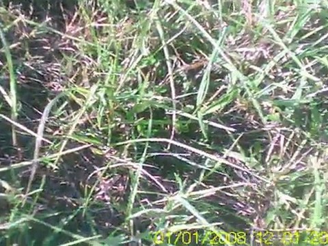 Sans idle-up ... le looping ca passe ... mais pas le toneau :p :D