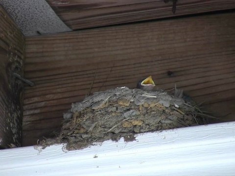 Sparrows feeding their young