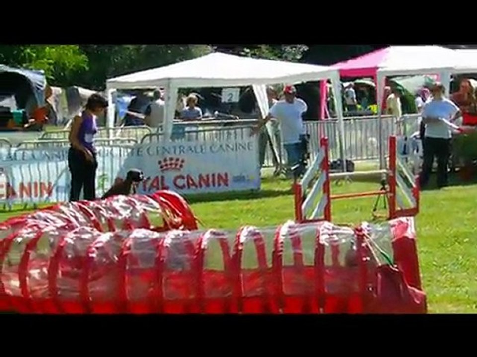 baikhal au championnat de france d agility 2011 cibeins