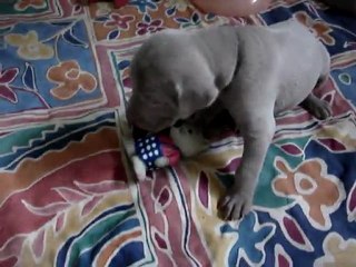 MOV09674 les premiers jeux ..le 15 Juin 2011