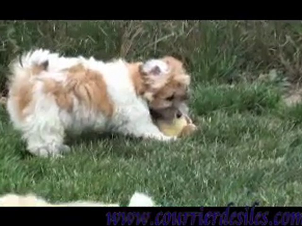 chiots avril 2011 2 mois.mpg