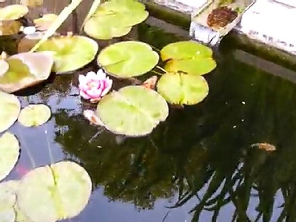 bassin a carpes kois 140611