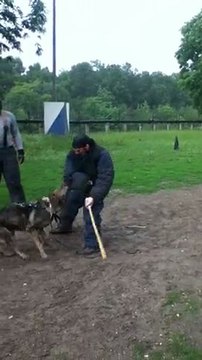 FLY de la branche du moulin (chien de travail) IMG_0726