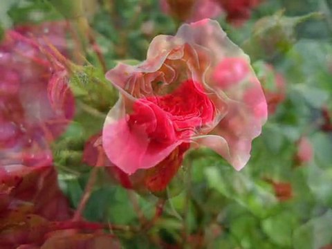 Gül yağmurdan sonra 11-06-20111