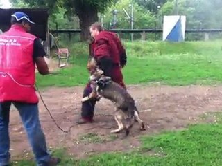 FLY de la branche du moulin (lignée de chien de travail) 6 ème entrainement IMG_0722