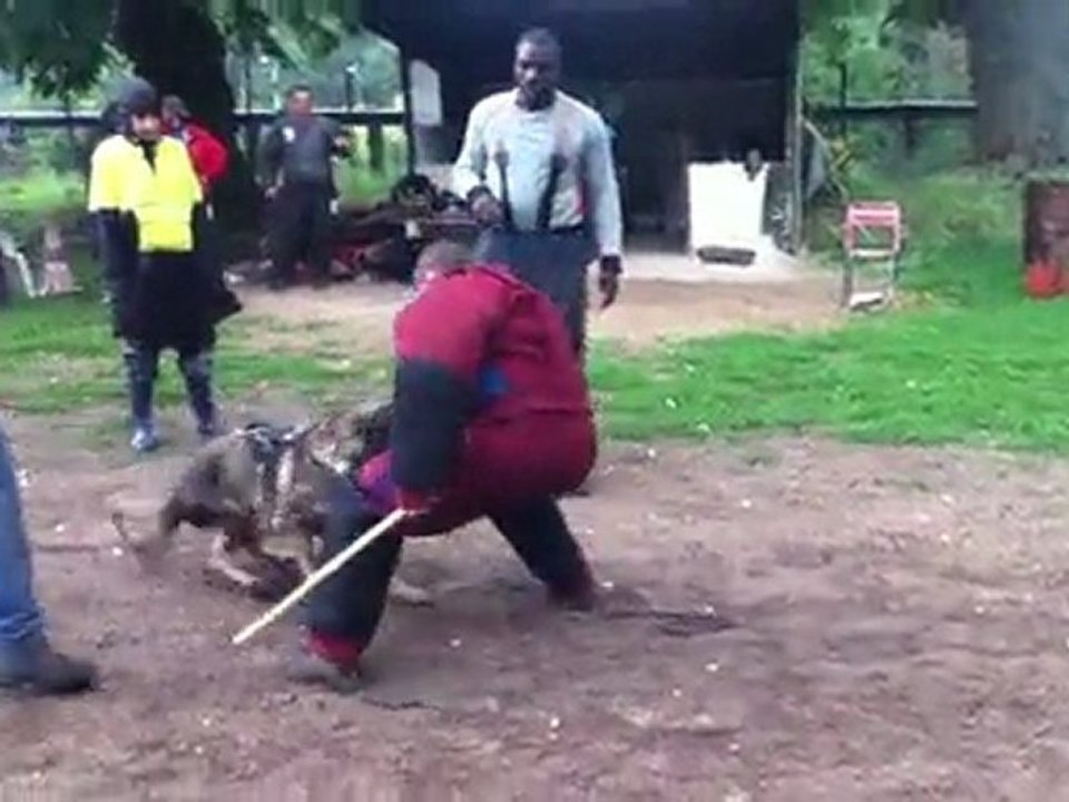 FLY de la branche du moulin (fils de BOB des légendaires Vanova) IMG_0723