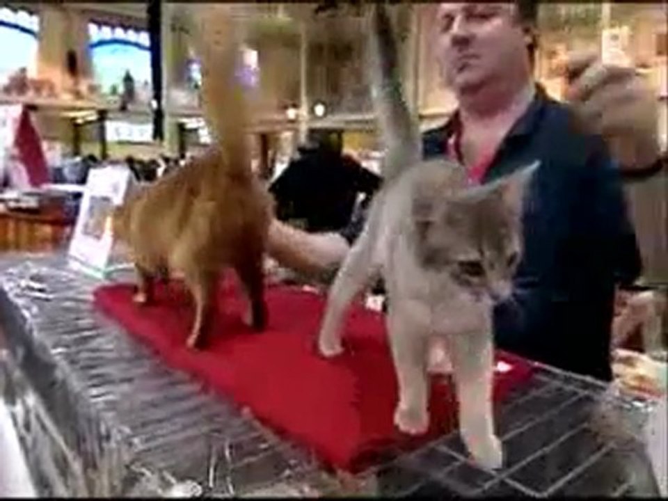 Expo féline Baltard 2008 FRANCE 3 et  30 MILLIONS D'AMIS