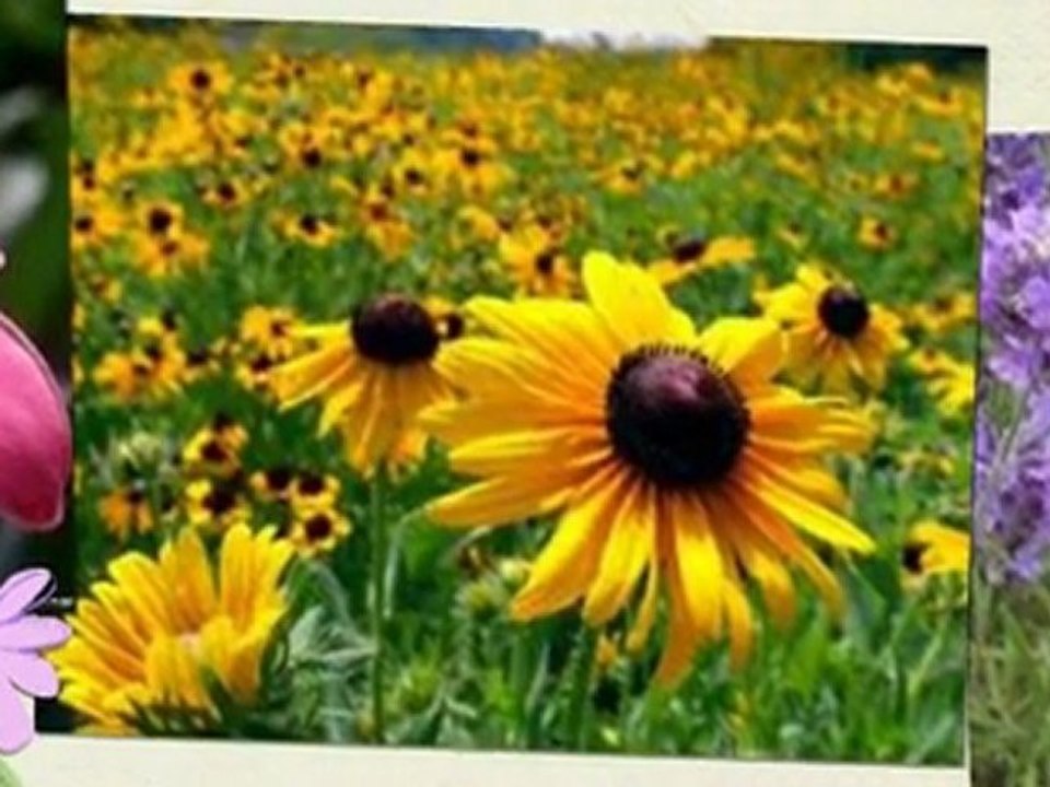 Flower Meaning