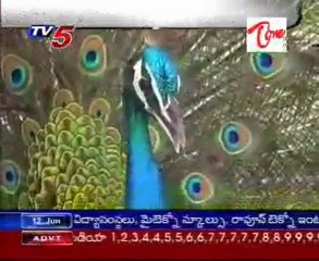 Peacock daily Dancing(Natyam) at Vijayanagaram dist.