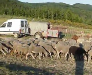 rendez-vous des bergers pour la transhumance