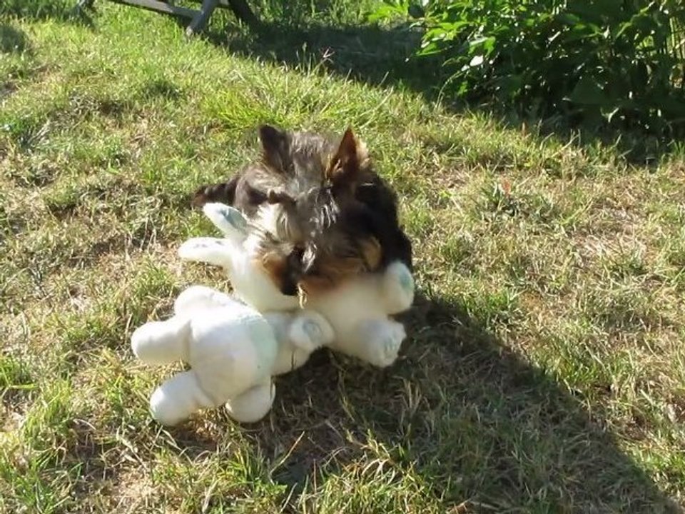 Gin Fizz et ses lapins