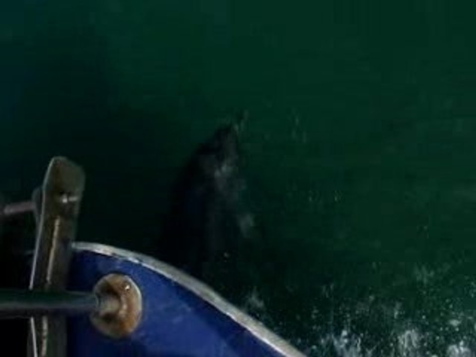 MOV04916