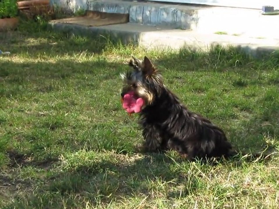 Gin Fizz et son chien rose