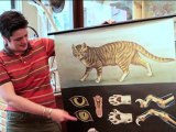 Unusual Gift for Fathers - Zoological Cat Poster