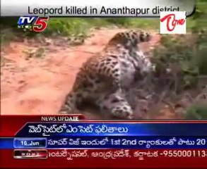 Leopord killed in Ananthapur district