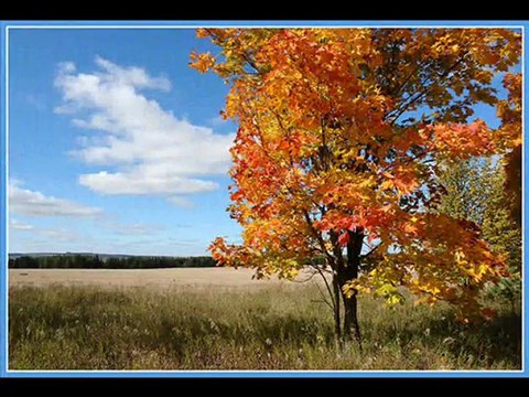 В.Петлюра - белая берёза.